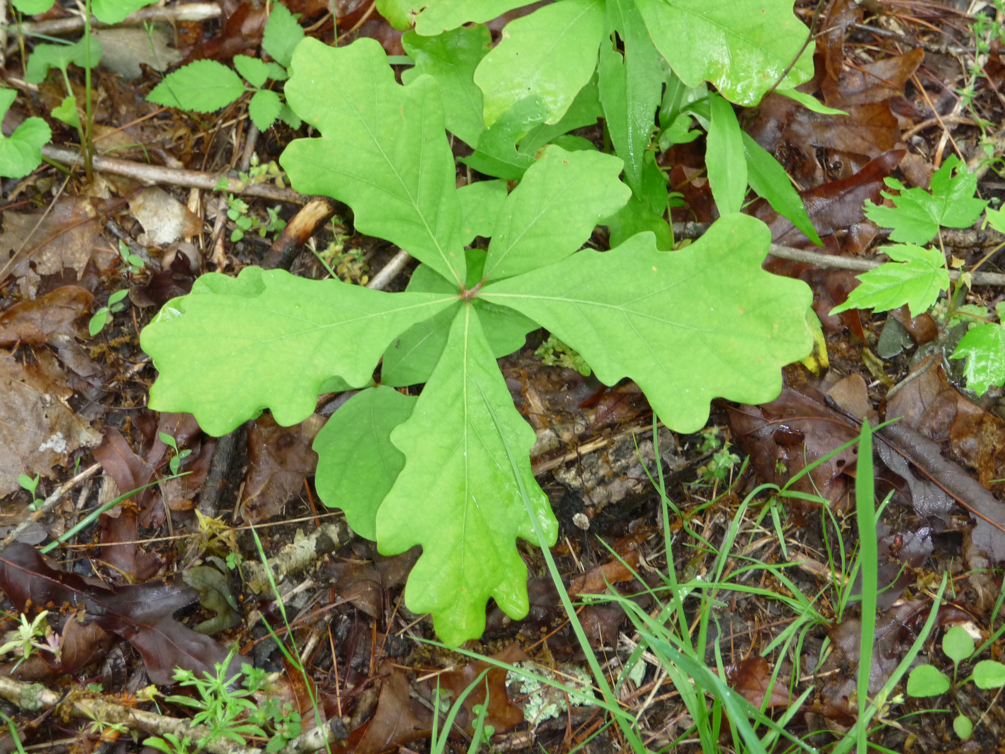 Oak Seedling2 Oak Seedling2